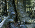 Beech Tree Trunk